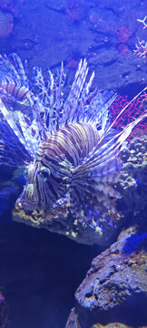獅子魚
