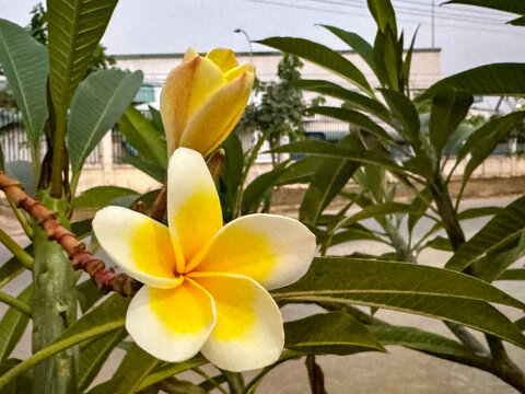紫荊花