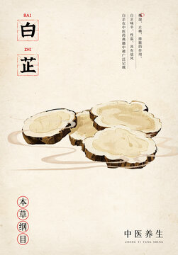 白芷中草藥國風(fēng)插畫水彩插畫水墨畫
