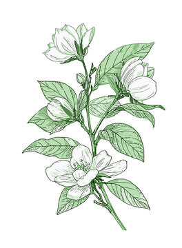 茉莉花手繪插畫矢量分層素材