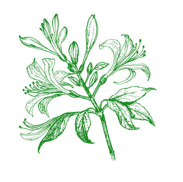中藥材金銀花線描手繪矢量分層素材