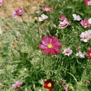 野菊花