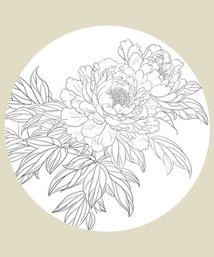 牡丹花線稿圖