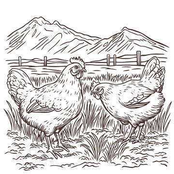 母雞插畫