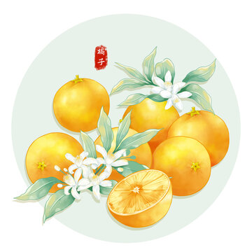 手繪橘子包裝插畫