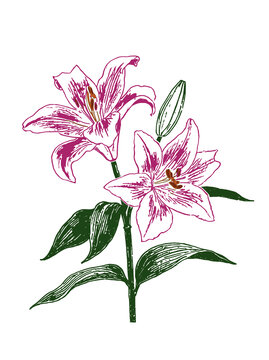 百合花手繪插畫矢量分層素材eps格式