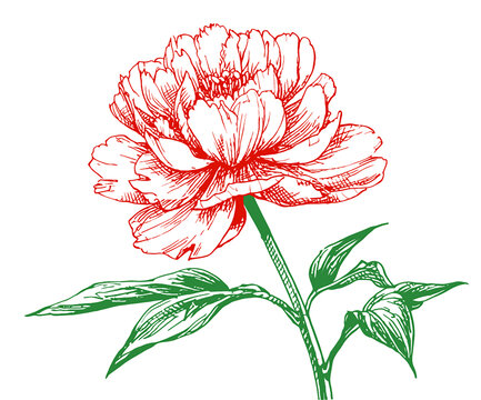 芍藥花分層素材eps格式花朵插畫