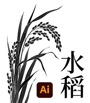 水稻插畫
