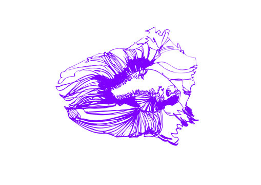 魚類手繪裙擺魚斗魚矢量圖線稿