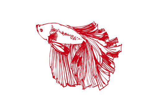 魚(yú)類(lèi)手繪斗魚(yú)線稿矢量圖紅色魚(yú)