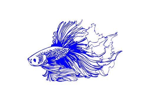 魚類手繪藍(lán)色魚觀賞魚斗魚矢量圖