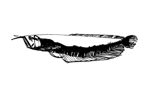 魚(yú)類(lèi)手繪大魚(yú)銀龍魚(yú)鋼筆畫(huà)線稿