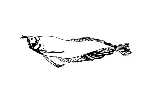 魚(yú)類手繪金龍魚(yú)鋼筆畫(huà)線稿