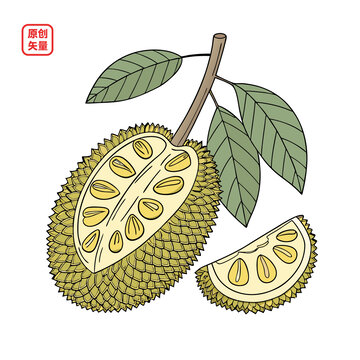 矢量插圖簡約水果榴蓮