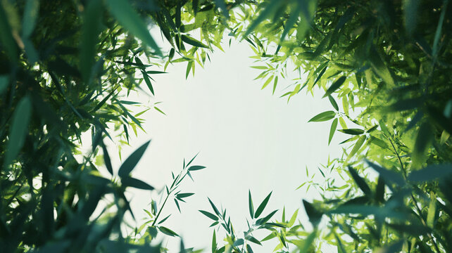 唯美竹葉實(shí)拍