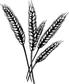 小麥黑白線稿矢量插畫