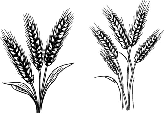 小麥黑色線稿矢量插畫