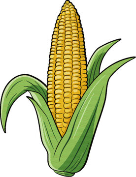 玉米矢量插畫(huà)圖