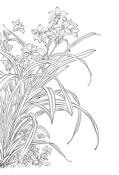 花卉白描線稿