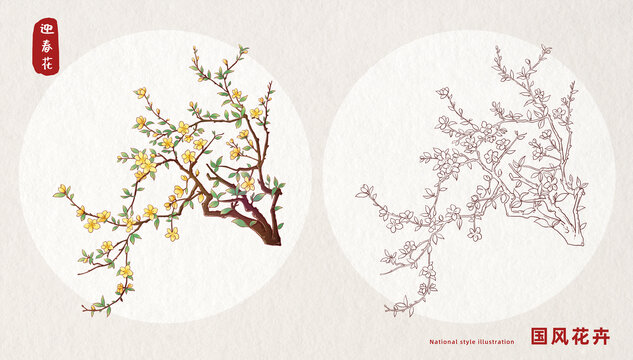 迎春花插畫