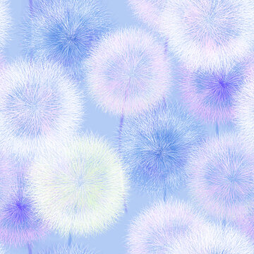 蒲公英