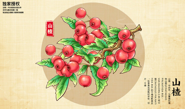 山楂插畫
