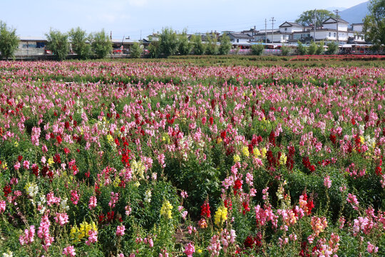 金魚草花叢