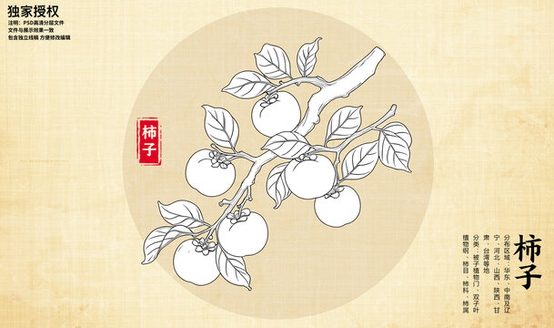 柿子線描圖