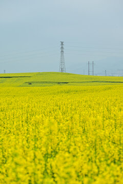 羅平金雞峰叢油菜花
