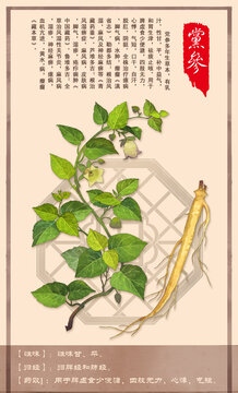 中草藥黨參