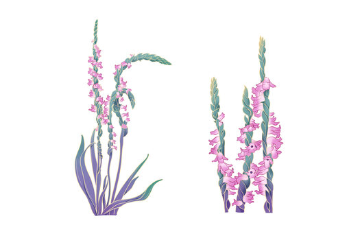 授草植物元素插畫