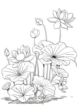 荷花