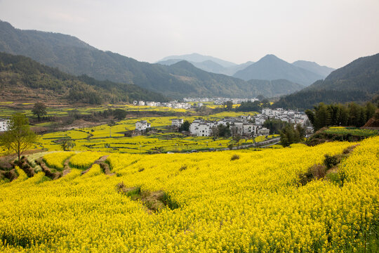 江西婺源江嶺景區(qū)萬(wàn)畝油菜花盛開(kāi)景色