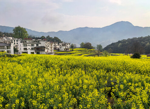 江西婺源江嶺景區(qū)萬(wàn)畝油菜花盛開(kāi)景色