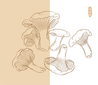 手繪雞油菌插畫菌類系列插畫