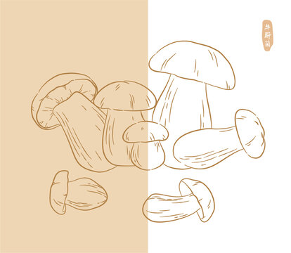 手繪牛肝菌插畫菌類系列插畫