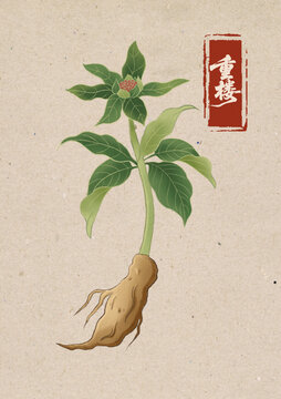 重樓中草藥國潮國風(fēng)水彩插畫