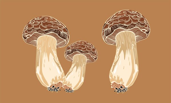松茸插畫