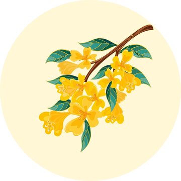 桂花