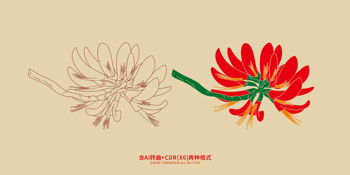 刺桐花