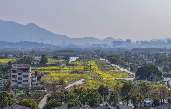 溫州三垟濕地公園油菜花