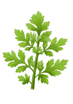 艾草