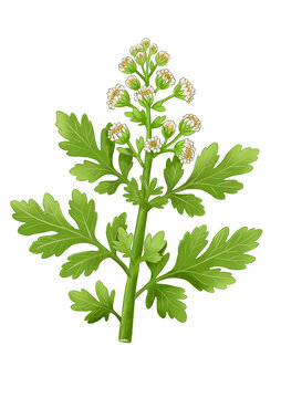 艾草花