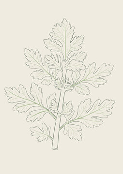 艾草線稿