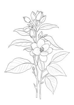 茉莉花線稿