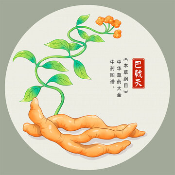 巴戟天插畫手繪