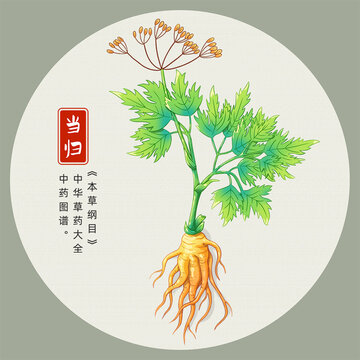 當(dāng)歸插畫手繪