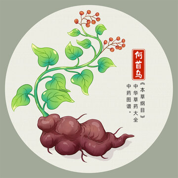 何首烏插畫手繪