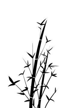 黑白竹子