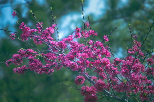 菊花桃